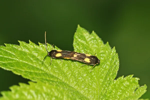 Closeup Moths — Stock Photo, Image