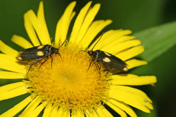 Closeup nachtvlinders — Stockfoto