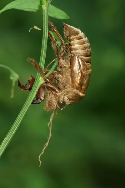 昆虫シェル — ストック写真