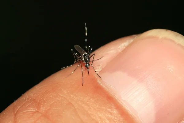Primer plano Aedes — Foto de Stock