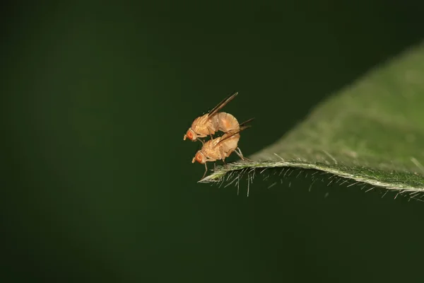 昆虫 — 图库照片