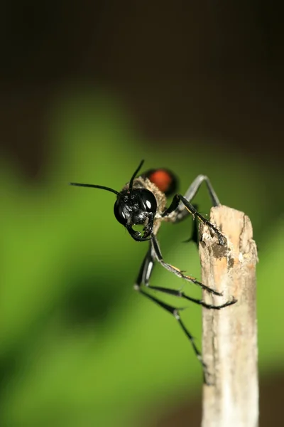 곤충들 — 스톡 사진