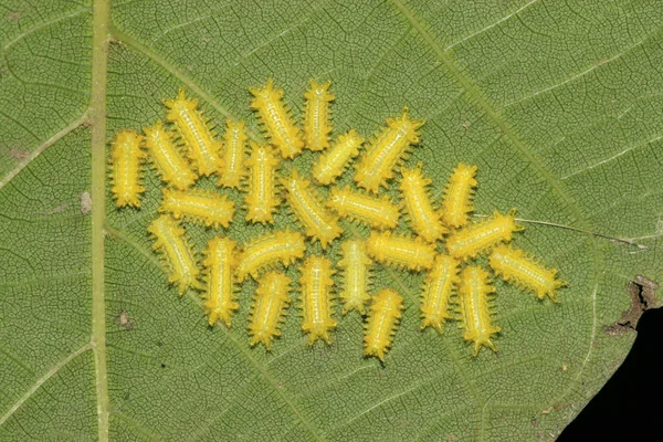 Larvas de postornata — Fotografia de Stock