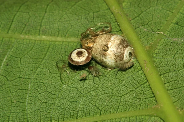 クモの卵殻 — ストック写真