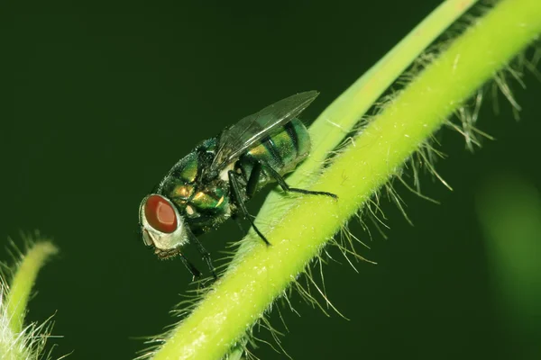 Closeup fly — Stock fotografie