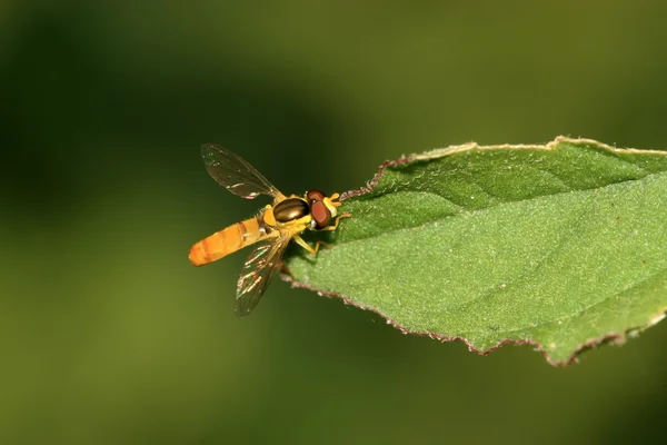 Syrphidae έντομα — Φωτογραφία Αρχείου