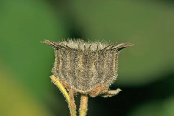 Closeup of Plant — Stock Photo, Image