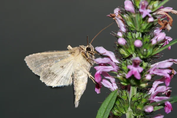 Close-up van vlinders en op een plant — Stockfoto