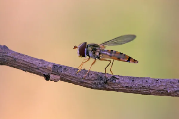 Syrphidae — Foto Stock