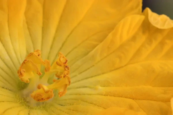 Flores luffa — Fotografia de Stock