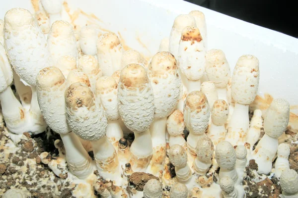 Базидиомицеты грибов — стоковое фото