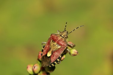 Stinkbug clipart