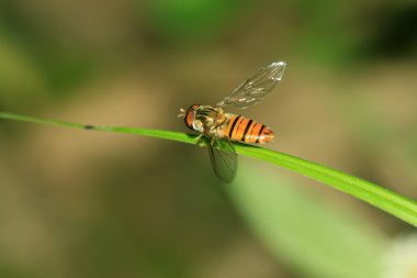 syrphidae böcekler