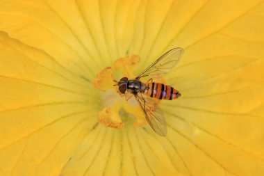 Syrphidae