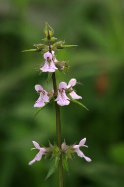 stachys çiçekler Wild