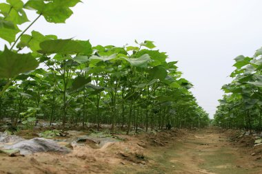 Cotton plant in the soil, north china clipart