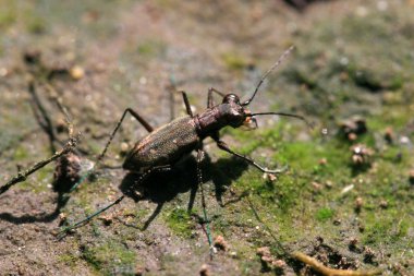 coleoptera böcekler parlak bakır ile