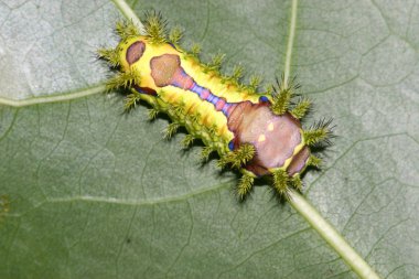 Lepidoptera üzerinde vahşi yaprak yeşil