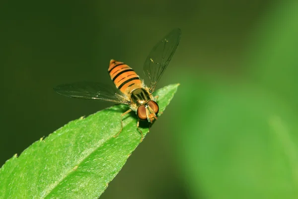 Syrphidae insectos —  Fotos de Stock
