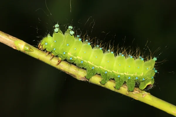 Zelený hmyz larvy — Stock fotografie