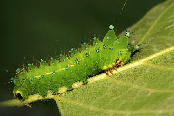 Yeşil Böcek larvası — Stok fotoğraf