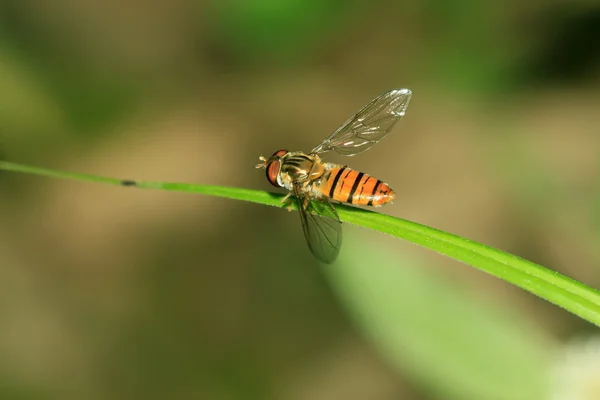 Syrphidae böcekler — Stok fotoğraf