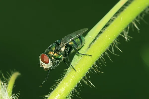 Close-up de mosca — Fotografia de Stock