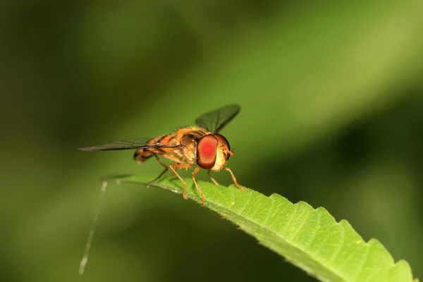Syrphidae insekter — Stockfoto
