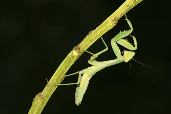 Mantis. —  Fotos de Stock