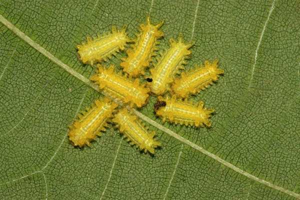 Larvas de postornata — Fotografia de Stock
