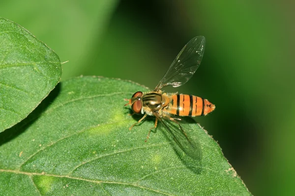 Syrphidae-Insekten — Stockfoto
