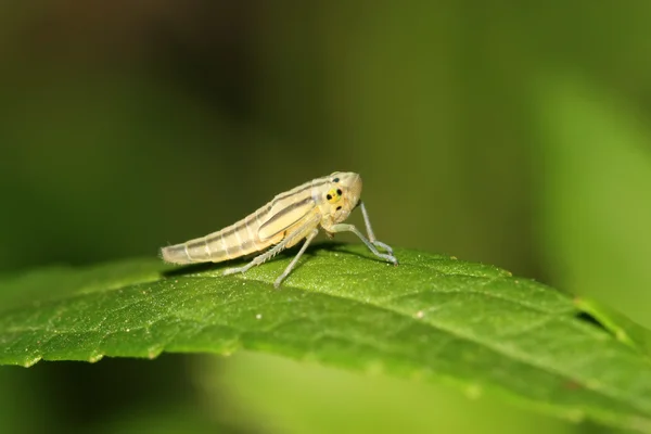 Leafhopper — Stok fotoğraf
