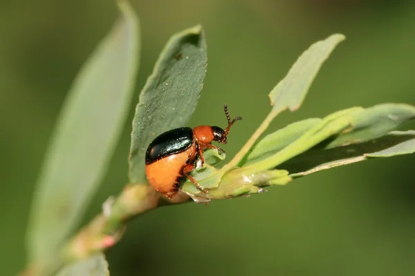 Leaf beetle — Stock Photo, Image