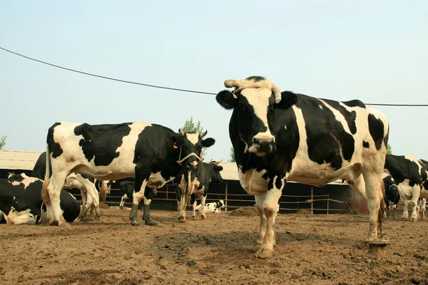 Kühe auf einem Bauernhof — Stockfoto