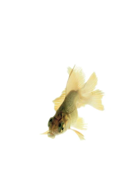 金鱼 — 图库照片