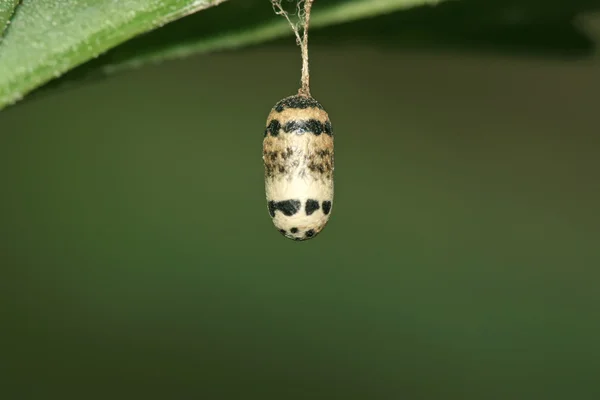 Lepidoptera yumurta — Stok fotoğraf