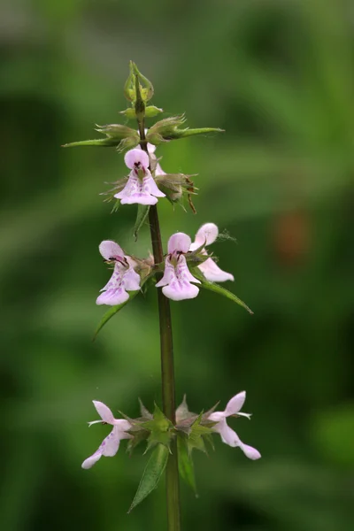 Stachys flowers in the wild — Stock Photo, Image