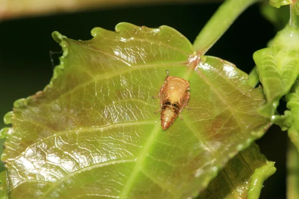 Leafhopper na zielony liść — Zdjęcie stockowe