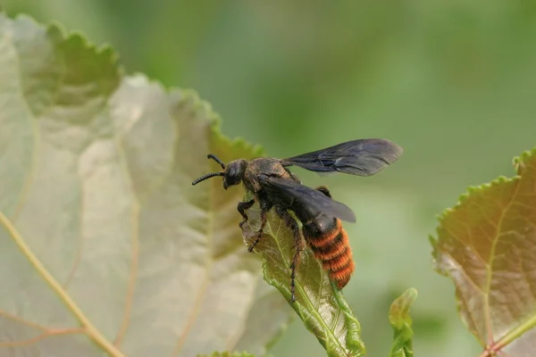 Biene auf einem grünen Blatt in freier Wildbahn — Stockfoto