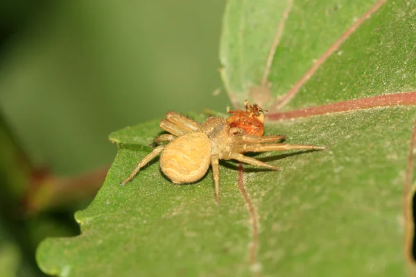 Crab spider on green leaf — Stock Photo, Image