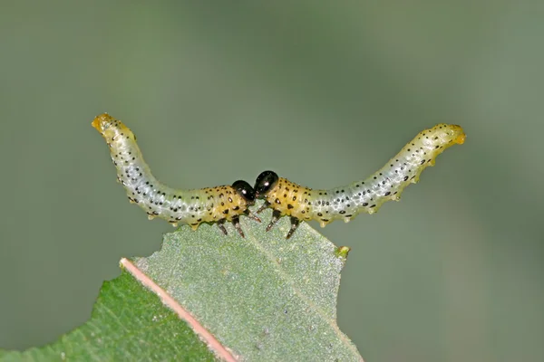 Grupos de insetos comendo folhas — Fotografia de Stock