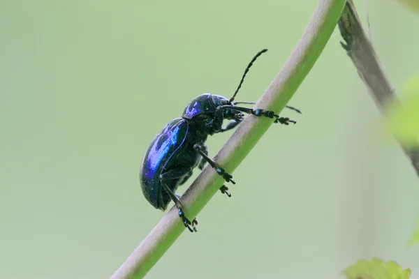 Beetle on green leaf — Stock Photo, Image