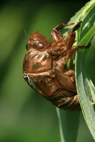 Ağustosböceği kabuk — Stok fotoğraf