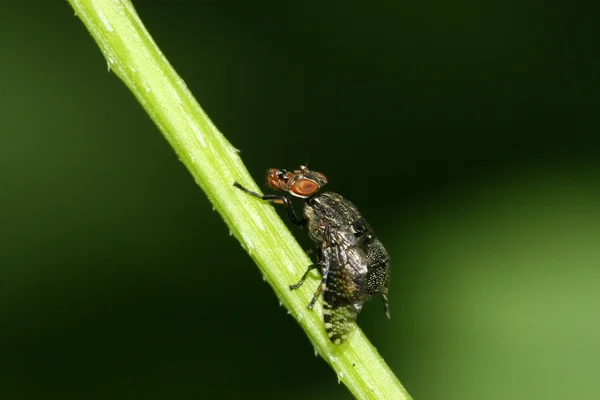 Insectos voadores — Fotografia de Stock