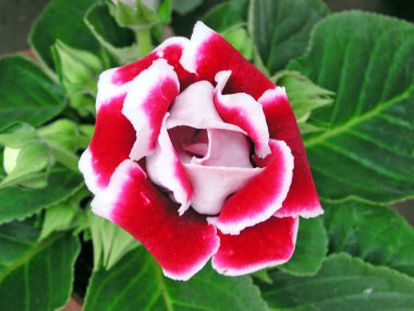 doğada gloxinia çiçekler