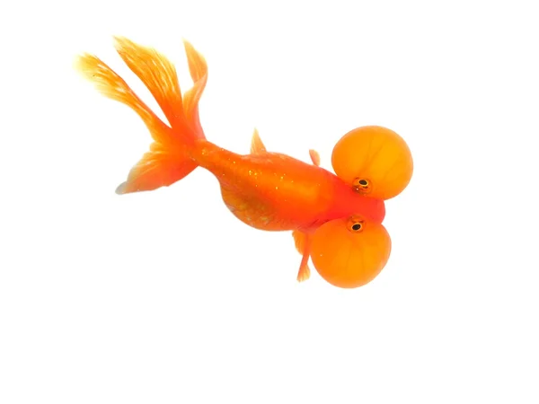 Красная маленькая золотая рыбка на белом фоне — стоковое фото