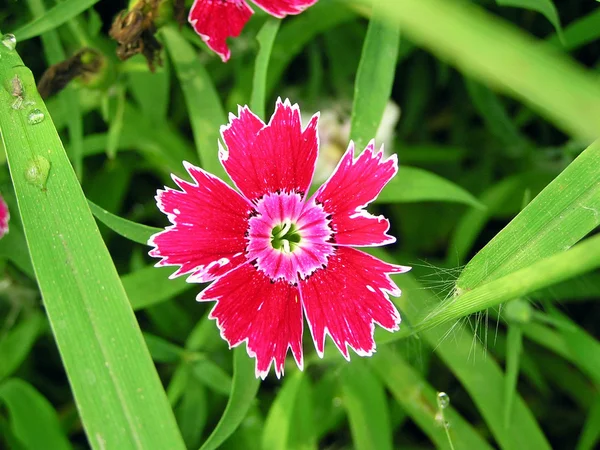 野生では新鮮なカーネーションの花 — ストック写真