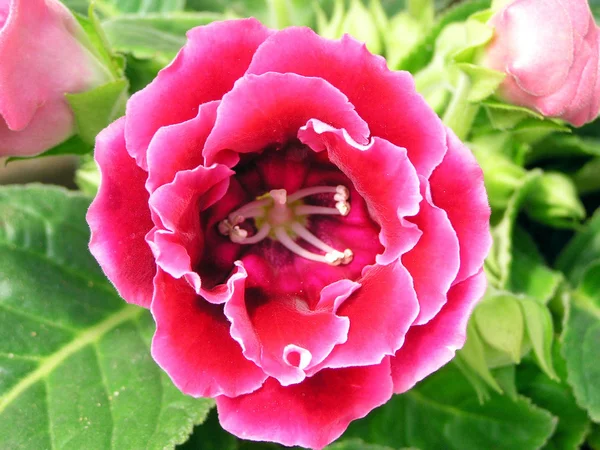 Gloxinia flowers in nature — Stock Photo, Image