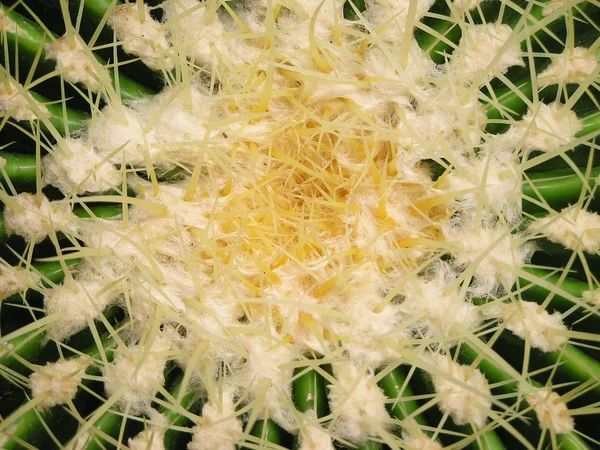 Cactus planten in een tuin — Stockfoto
