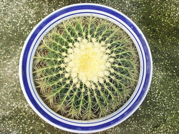 Kaktuskasvit puutarhassa — kuvapankkivalokuva